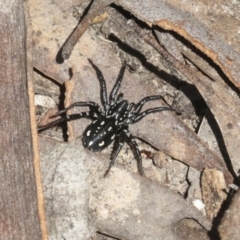 Nyssus albopunctatus (White-spotted swift spider) at Bruce Ridge to Gossan Hill - 27 Sep 2021 by AlisonMilton