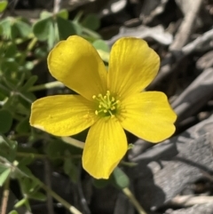 Oxalis sp. (Wood Sorrel) at Majura, ACT - 26 Sep 2021 by JaneR