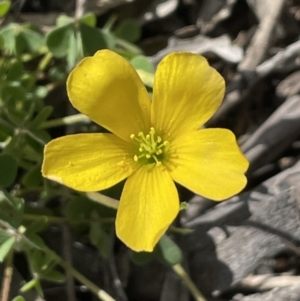 Oxalis sp. at Majura, ACT - 26 Sep 2021