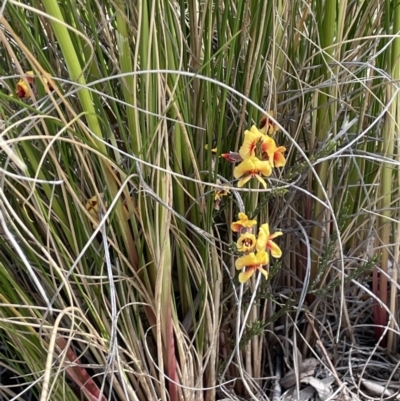 Dillwynia sp. Yetholme (P.C.Jobson 5080) NSW Herbarium at Campbell, ACT - 26 Sep 2021 by JaneR