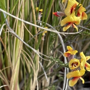 Dillwynia sp. Yetholme (P.C.Jobson 5080) NSW Herbarium at Campbell, ACT - 26 Sep 2021