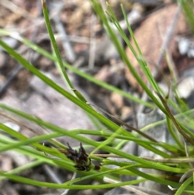 Schoenus apogon (Common Bog Sedge) at Campbell, ACT - 26 Sep 2021 by JaneR