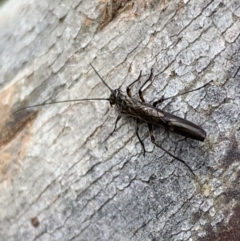 Plecoptera sp. (order) (Unidentified Stone fly) at Murrumbateman, NSW - 27 Sep 2021 by SimoneC