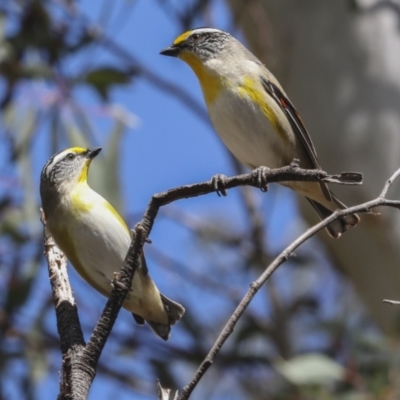 Pardalotus striatus (Striated Pardalote) at Bruce Ridge to Gossan Hill - 27 Sep 2021 by AlisonMilton