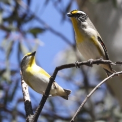 Pardalotus striatus at Bruce, ACT - 27 Sep 2021 01:48 PM