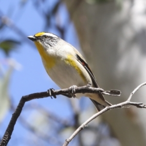 Pardalotus striatus at Bruce, ACT - 27 Sep 2021 01:48 PM