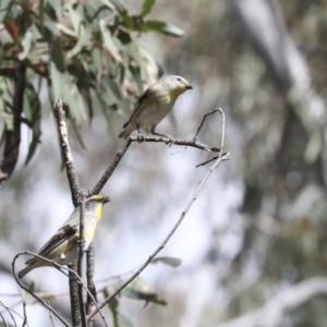 Pardalotus striatus at Bruce, ACT - 27 Sep 2021 01:48 PM