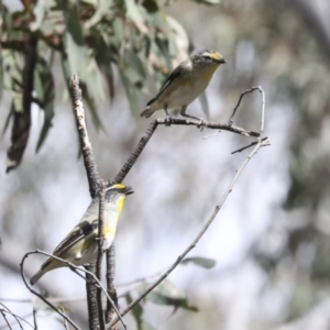 Pardalotus striatus at Bruce, ACT - 27 Sep 2021 01:48 PM