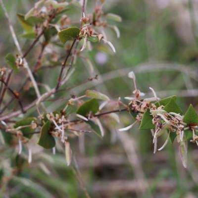 Platylobium formosum (Handsome Flat Pea) at Glenroy, NSW - 27 Sep 2021 by KylieWaldon