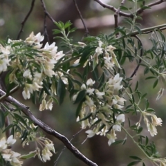 Chamaecytisus palmensis (Tagasaste, Tree Lucerne) at Glenroy, NSW - 27 Sep 2021 by Kyliegw