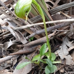 Pterostylis nutans (Nodding Greenhood) at Aranda Bushland - 27 Sep 2021 by drakes