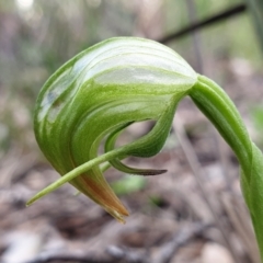 Pterostylis nutans at Holt, ACT - suppressed