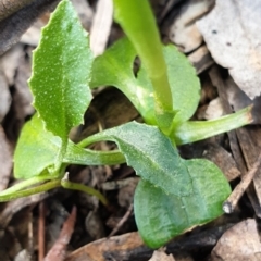 Pterostylis nutans at Holt, ACT - suppressed