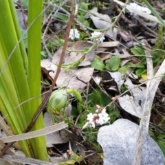 Pterostylis nutans at Holt, ACT - suppressed