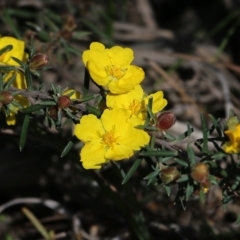 Hibbertia riparia (Erect Guinea-flower) at Glenroy, NSW - 27 Sep 2021 by KylieWaldon