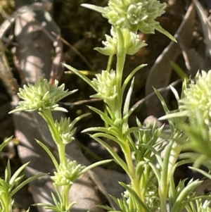 Scleranthus diander at Majura, ACT - 26 Sep 2021