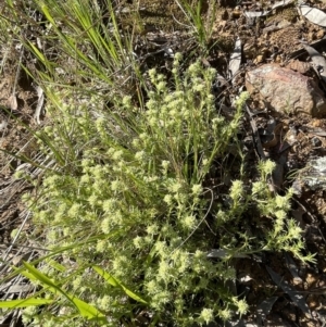 Scleranthus diander at Majura, ACT - 26 Sep 2021