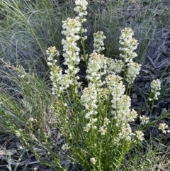 Stackhousia monogyna (Creamy Candles) at Majura, ACT - 26 Sep 2021 by JaneR