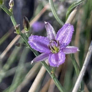 Thysanotus patersonii at Majura, ACT - 26 Sep 2021