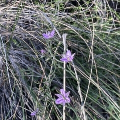 Thysanotus patersonii at Majura, ACT - 26 Sep 2021