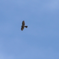Accipiter cirrocephalus (Collared Sparrowhawk) at Molonglo River Reserve - 27 Sep 2021 by Tammy