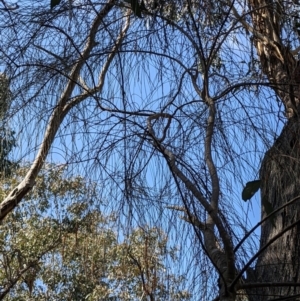 Allocasuarina verticillata at Currawang, NSW - 3 Sep 2021