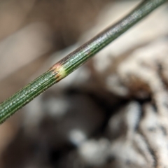 Allocasuarina verticillata at Currawang, NSW - 3 Sep 2021