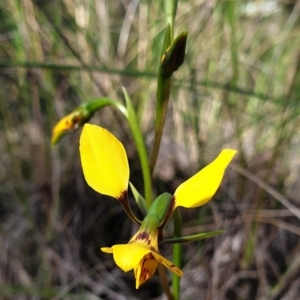 Diuris nigromontana at Holt, ACT - 27 Sep 2021