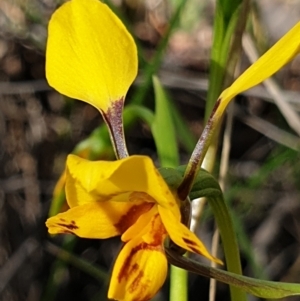 Diuris nigromontana at Holt, ACT - 27 Sep 2021