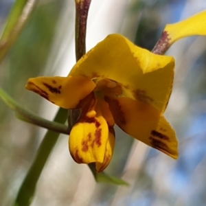 Diuris nigromontana at Holt, ACT - 27 Sep 2021