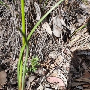 Diuris nigromontana at Holt, ACT - 27 Sep 2021