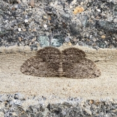 Zermizinga sinuata (Lucerne Looper, Spider Moth) at Majura, ACT - 27 Sep 2021 by Ozflyfisher