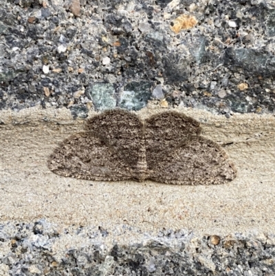Zermizinga sinuata (Lucerne Looper, Spider Moth) at Majura, ACT - 27 Sep 2021 by Ozflyfisher