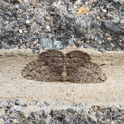 Zermizinga sinuata (Lucerne Looper, Spider Moth) at Majura, ACT - 28 Sep 2021 by FeralGhostbat