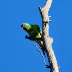 Lathamus discolor (Swift Parrot) at Hughes, ACT - 27 Sep 2021 by LisaH