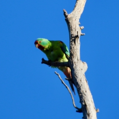 Lathamus discolor (Swift Parrot) at Hughes, ACT - 27 Sep 2021 by LisaH