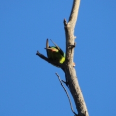 Lathamus discolor at Hughes, ACT - suppressed