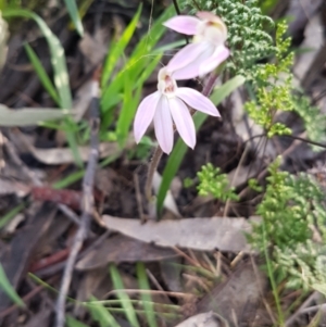 Caladenia carnea at Symonston, ACT - suppressed