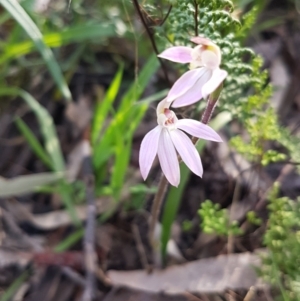 Caladenia carnea at Symonston, ACT - suppressed