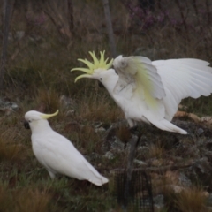 Cacatua galerita (Sulphur-crested Cockatoo) at Gundaroo, NSW - 27 Sep 2021 by Gunyijan