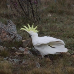 Cacatua galerita at Gundaroo, NSW - 28 Sep 2021 07:11 AM