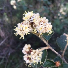 Pomaderris eriocephala (Woolly-head Pomaderris) at Acton, ACT - 27 Sep 2021 by RWPurdie