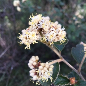 Pomaderris eriocephala at Acton, ACT - 27 Sep 2021