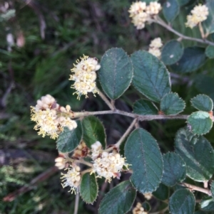 Pomaderris eriocephala at Acton, ACT - 27 Sep 2021