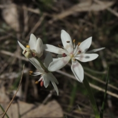 Wurmbea dioica subsp. dioica (Early Nancy) at Conder, ACT - 17 Sep 2021 by michaelb