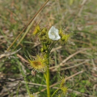 Drosera gunniana (Pale Sundew) at Tuggeranong Hill - 17 Sep 2021 by michaelb