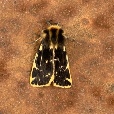 Ardices curvata (Crimson Tiger Moth) at Pialligo, ACT - 27 Sep 2021 by Ozflyfisher