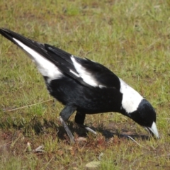 Gymnorhina tibicen (Australian Magpie) at Conder, ACT - 17 Sep 2021 by michaelb