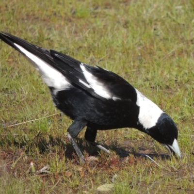 Gymnorhina tibicen (Australian Magpie) at Tuggeranong Hill - 17 Sep 2021 by michaelb
