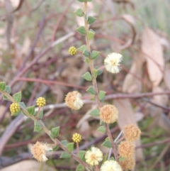 Acacia gunnii (Ploughshare Wattle) at Tuggeranong Hill - 17 Sep 2021 by michaelb